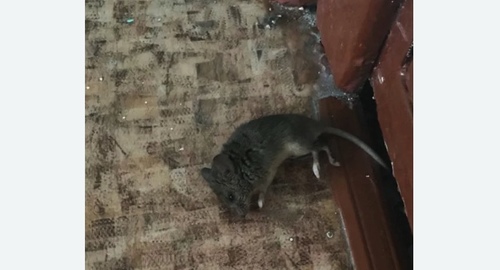 Дезинфекция от мышей в Котельниково